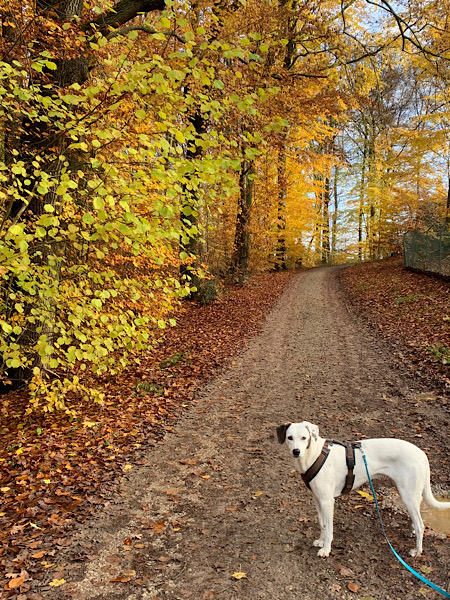 Ein Waldweg gesäumt von Bäumen mit gelblich verfärbten Blättern. Im Vordergrund steht ein weißer Hund, der aufmerksam in die Kamera guckt.