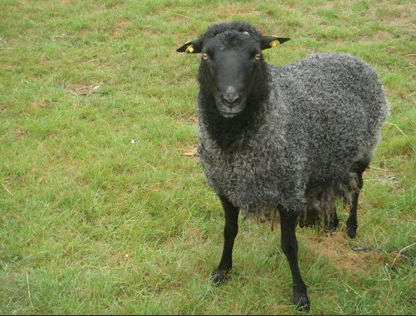 Ein schwarzes Schaf steht auf einer grünen Wiese.