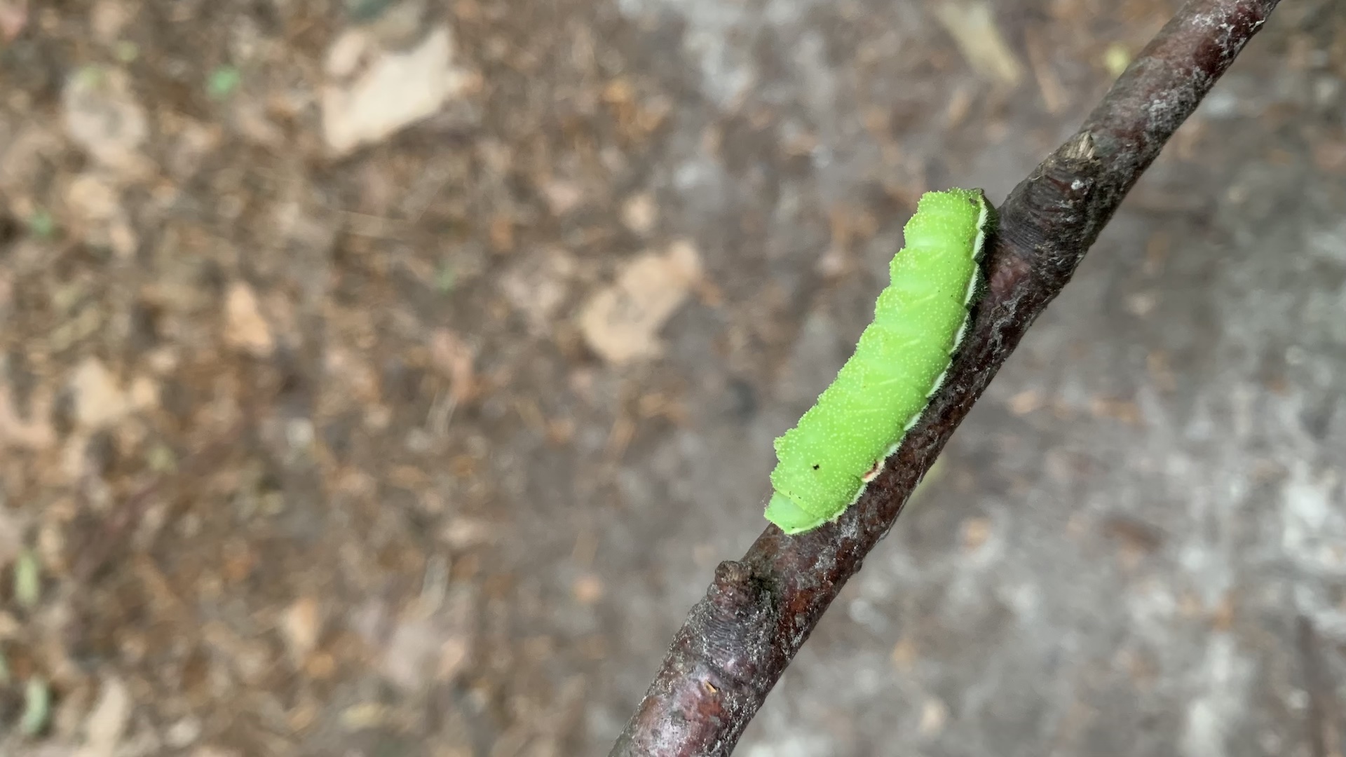 eine grasgrüne Raupe krabbelt über einen Ast.