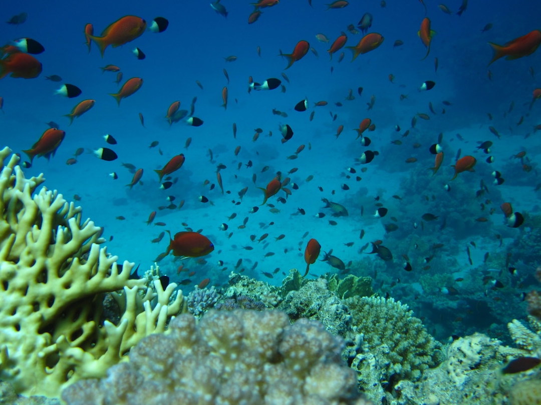 Aufnahme einer Unterwasserlandschaft, Korallen im Vordergrund, ein Fischschwarm im Hintergrund