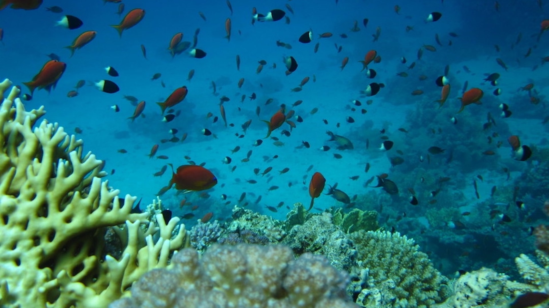 Aufnahme einer Unterwaserlandschaft. Deep Dive