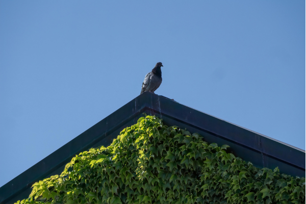 Eine Taube, die am Rand eines Hausdachs sitzt und in die Ferne blickt; symbolisiert das Abwägen vor dem Aufbruch.