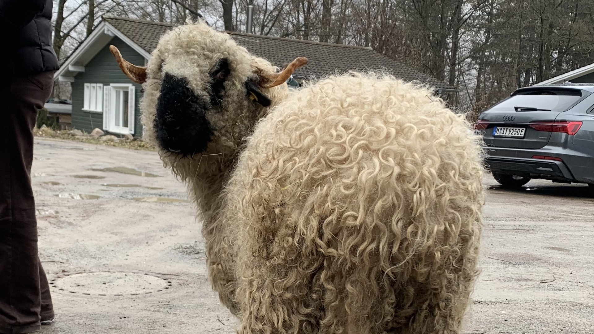 Klarheit durch wollen: ein walisisches schwarznasenschaf, das in die Kamera blickt und stellvertretend für mein 2. Quartal 2026 steht.