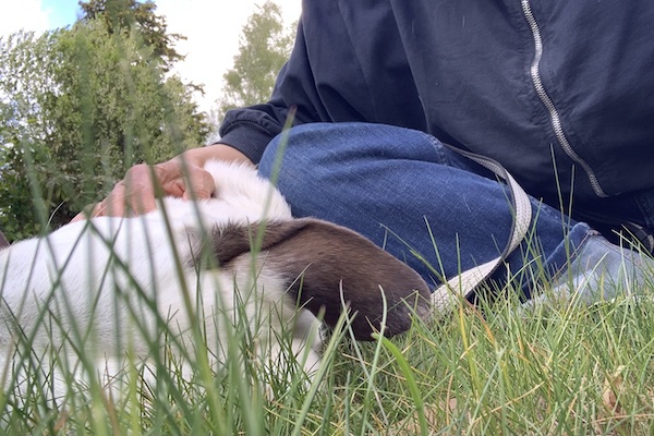 Bildausschnitt zeigt eine Frau auf einer Wiese sitzend, die ihren weißen Hund streichelt.